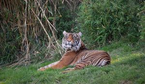 Preview wallpaper tiger, predator, big cat, glance, grass