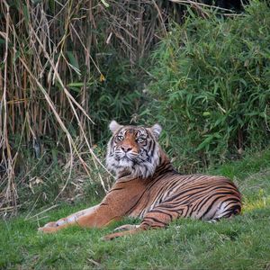 Preview wallpaper tiger, predator, big cat, glance, grass
