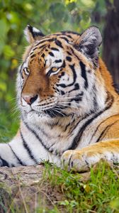 Preview wallpaper tiger, predator, big cat, glance, stripes, grass