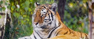 Preview wallpaper tiger, predator, big cat, glance, stripes, grass