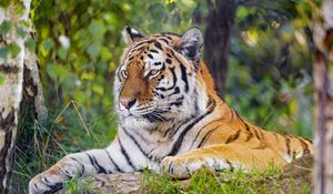 Preview wallpaper tiger, predator, big cat, glance, stripes, grass
