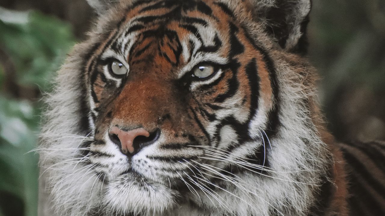 Wallpaper tiger, predator, big cat, animal, wildlife