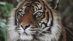 Preview wallpaper tiger, predator, big cat, animal, wildlife