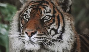 Preview wallpaper tiger, predator, big cat, animal, wildlife