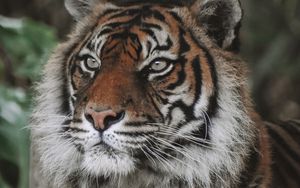 Preview wallpaper tiger, predator, big cat, animal, wildlife