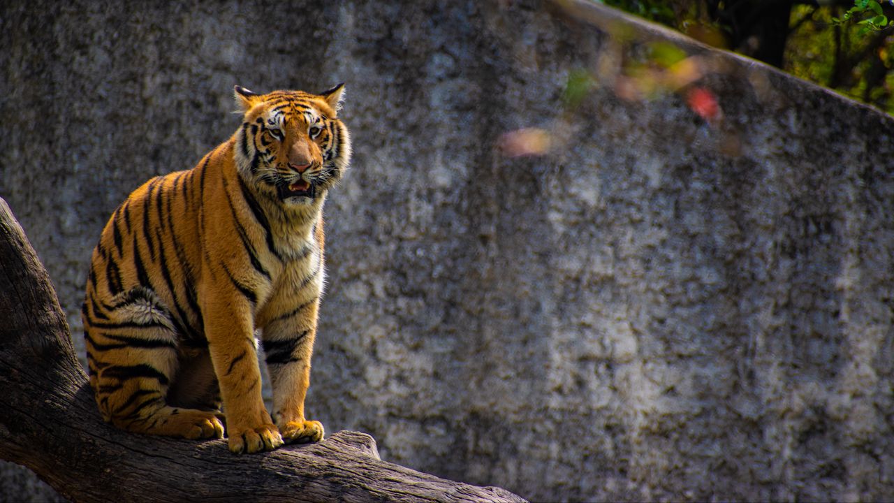 Wallpaper tiger, predator, big cat, tree