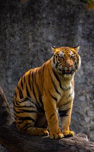 Preview wallpaper tiger, predator, big cat, tree