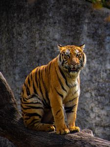 Preview wallpaper tiger, predator, big cat, tree