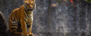 Preview wallpaper tiger, predator, big cat, tree