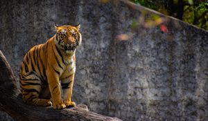 Preview wallpaper tiger, predator, big cat, tree