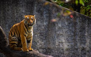 Preview wallpaper tiger, predator, big cat, tree