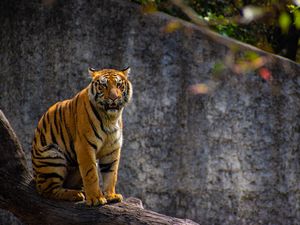 Preview wallpaper tiger, predator, big cat, tree