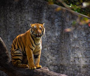 Preview wallpaper tiger, predator, big cat, tree