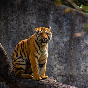 Preview wallpaper tiger, predator, big cat, tree