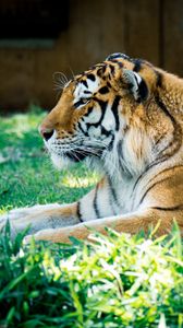 Preview wallpaper tiger, predator, big cat, glance, greenery