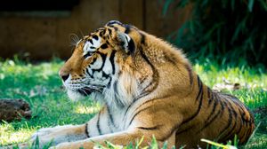 Preview wallpaper tiger, predator, big cat, glance, greenery