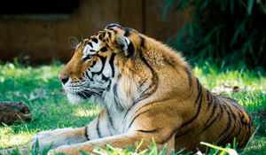 Preview wallpaper tiger, predator, big cat, glance, greenery