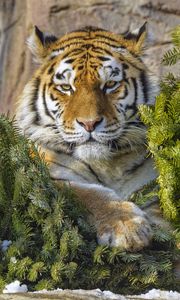 Preview wallpaper tiger, predator, big cat, animal, needles