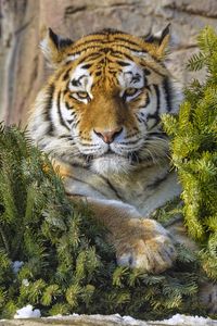 Preview wallpaper tiger, predator, big cat, animal, needles
