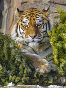 Preview wallpaper tiger, predator, big cat, animal, needles