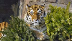 Preview wallpaper tiger, predator, big cat, animal, needles