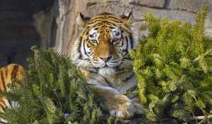 Preview wallpaper tiger, predator, big cat, animal, needles