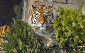 Preview wallpaper tiger, predator, big cat, animal, needles