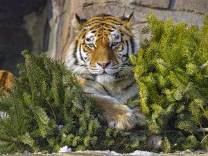 Preview wallpaper tiger, predator, big cat, animal, needles