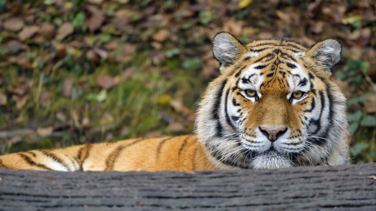 Wallpaper tiger, predator, big cat, animal, wood, bark hd, picture, image