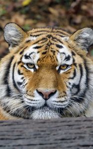Preview wallpaper tiger, predator, big cat, animal, wood, bark