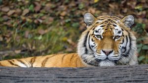 Preview wallpaper tiger, predator, big cat, animal, wood, bark
