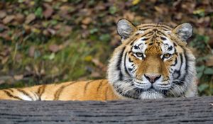 Preview wallpaper tiger, predator, big cat, animal, wood, bark