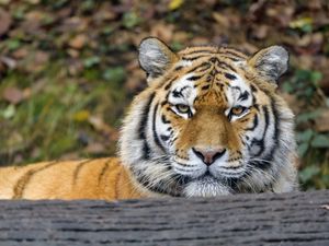 Preview wallpaper tiger, predator, big cat, animal, wood, bark