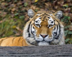 Preview wallpaper tiger, predator, big cat, animal, wood, bark