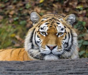 Preview wallpaper tiger, predator, big cat, animal, wood, bark