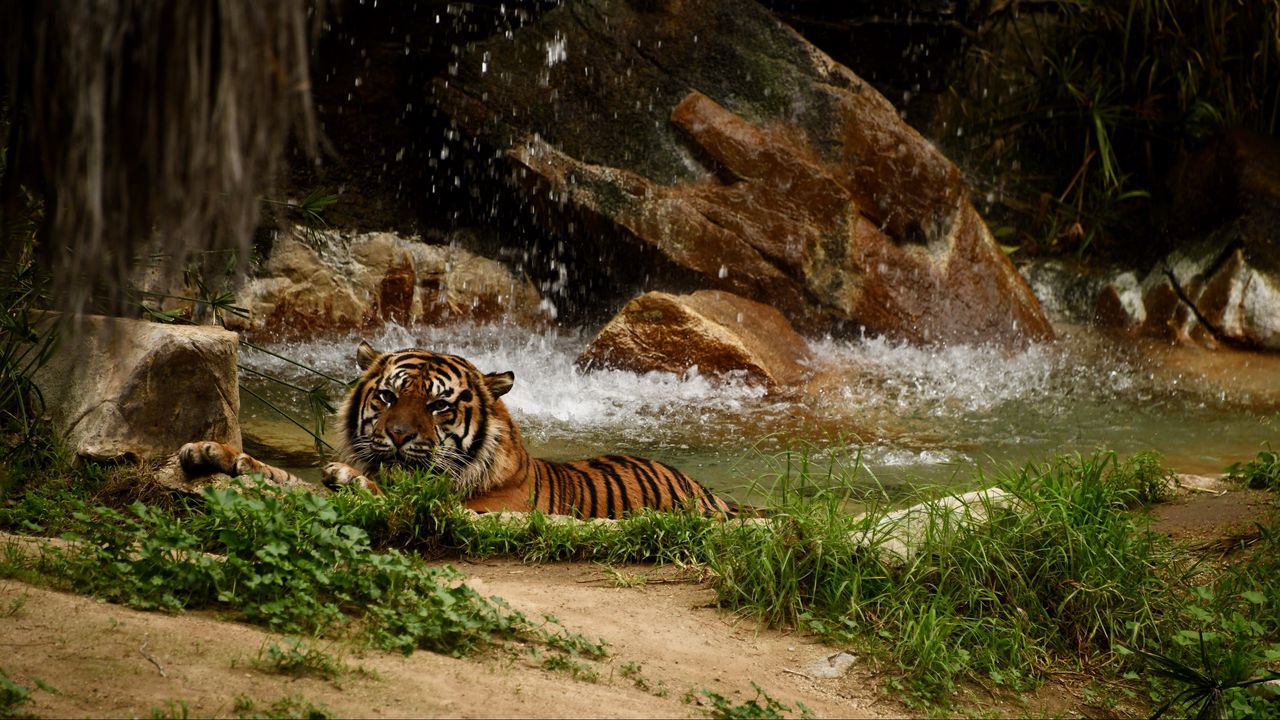 Wallpaper tiger, predator, big cat, animal, waterfall, stones