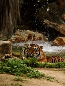 Preview wallpaper tiger, predator, big cat, animal, waterfall, stones