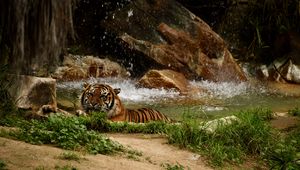 Preview wallpaper tiger, predator, big cat, animal, waterfall, stones