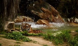 Preview wallpaper tiger, predator, big cat, animal, waterfall, stones