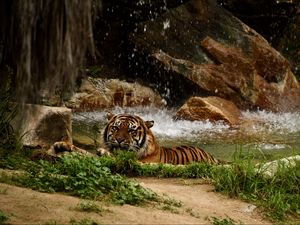 Preview wallpaper tiger, predator, big cat, animal, waterfall, stones