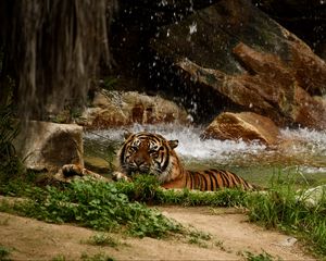 Preview wallpaper tiger, predator, big cat, animal, waterfall, stones