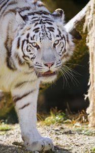 Preview wallpaper tiger, predator, big cat, animal, white