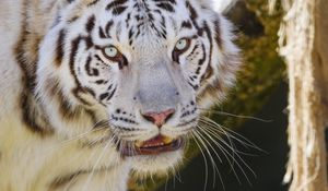 Preview wallpaper tiger, predator, big cat, animal, white