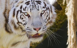 Preview wallpaper tiger, predator, big cat, animal, white