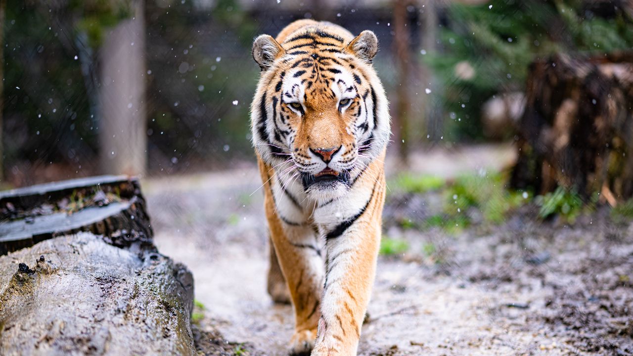 Wallpaper tiger, predator, big cat, animal, snow