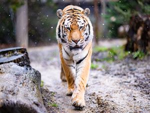 Preview wallpaper tiger, predator, big cat, animal, snow