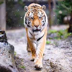 Preview wallpaper tiger, predator, big cat, animal, snow