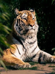 Preview wallpaper tiger, predator, big cat, animal, leaves