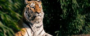 Preview wallpaper tiger, predator, big cat, animal, leaves