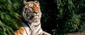 Preview wallpaper tiger, predator, big cat, animal, leaves